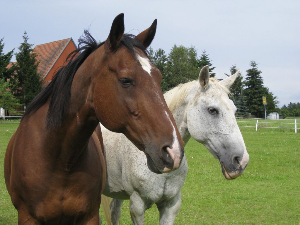 Fuchs und Schimmel auf der Weide