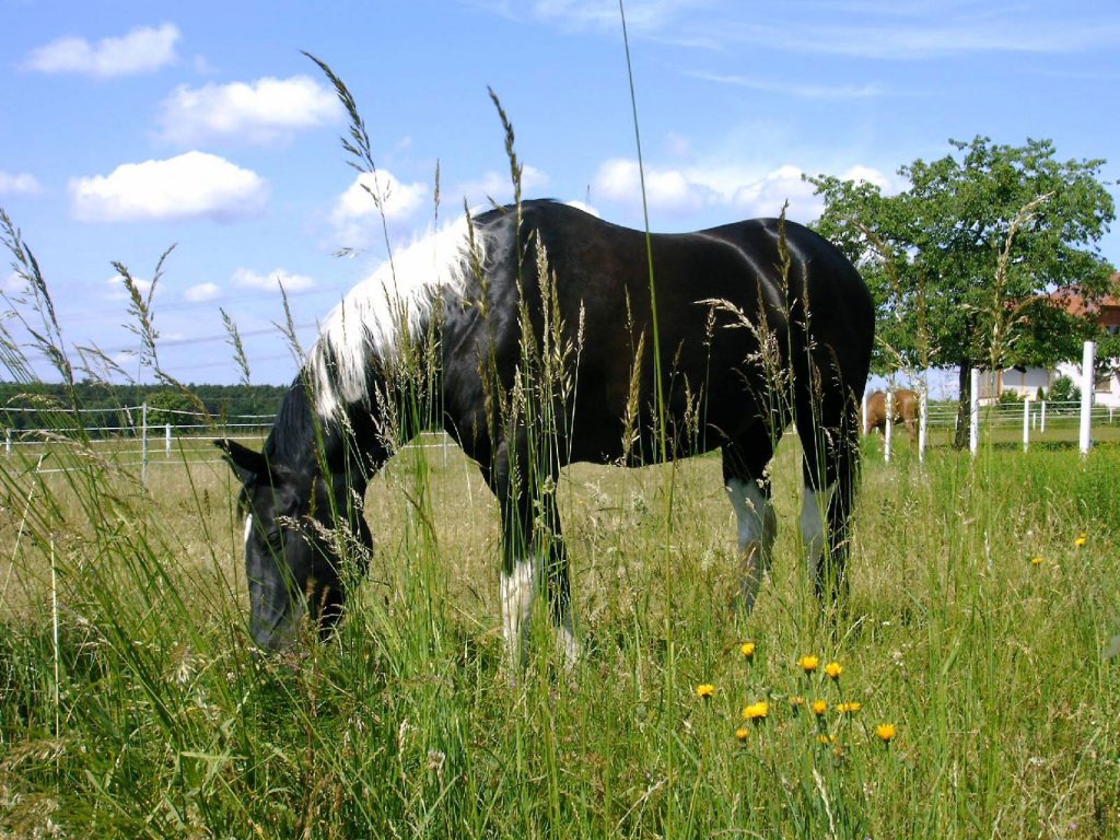 Pferd im Gras auf Koppel