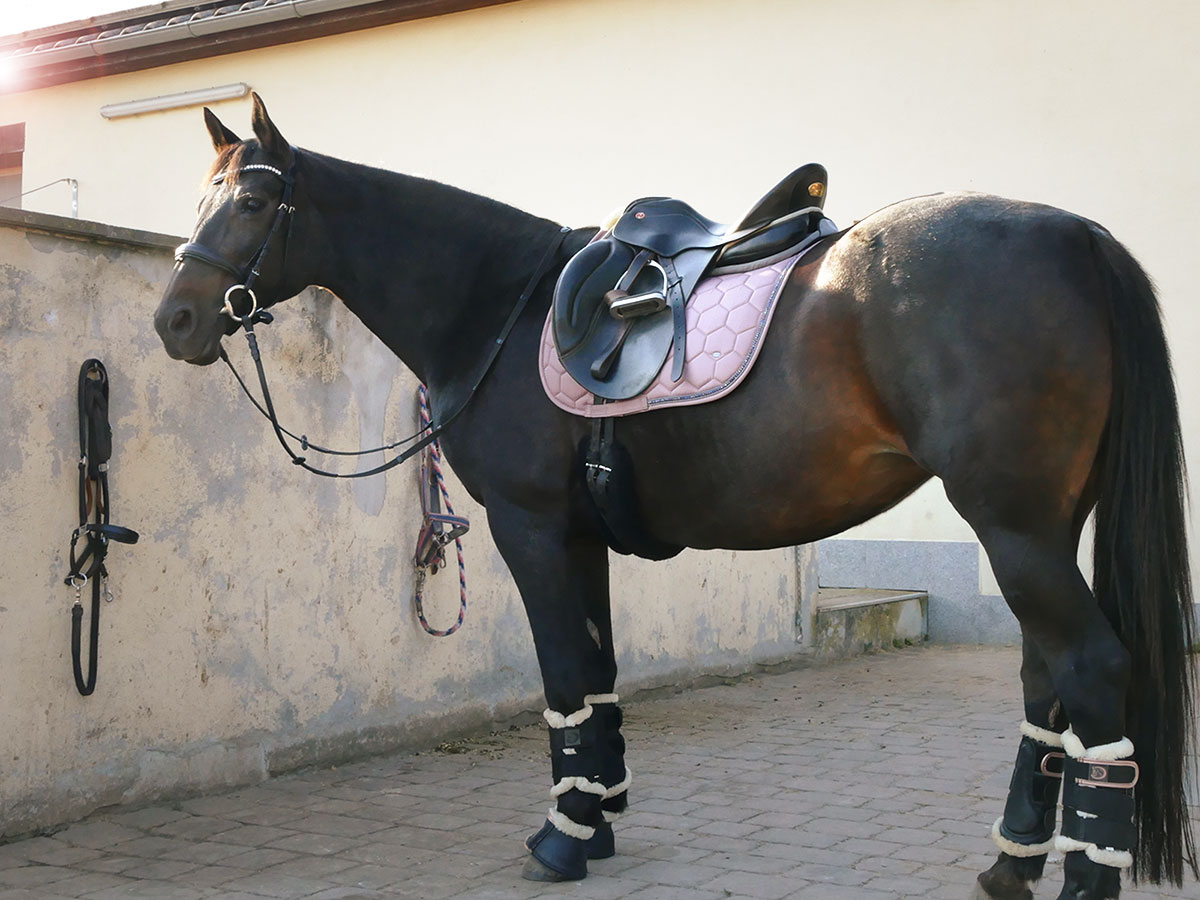 Sattelplatz an dem ein Pferd steht