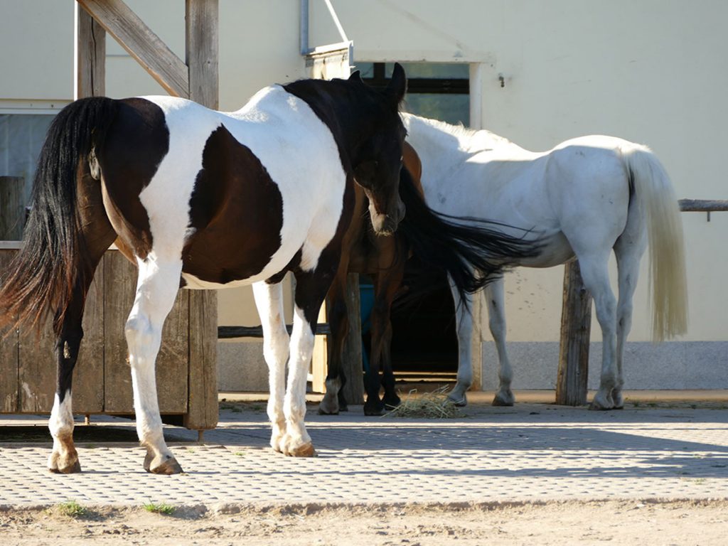 Futterplatz Stalleingang vor welchem drei Pferde stehen