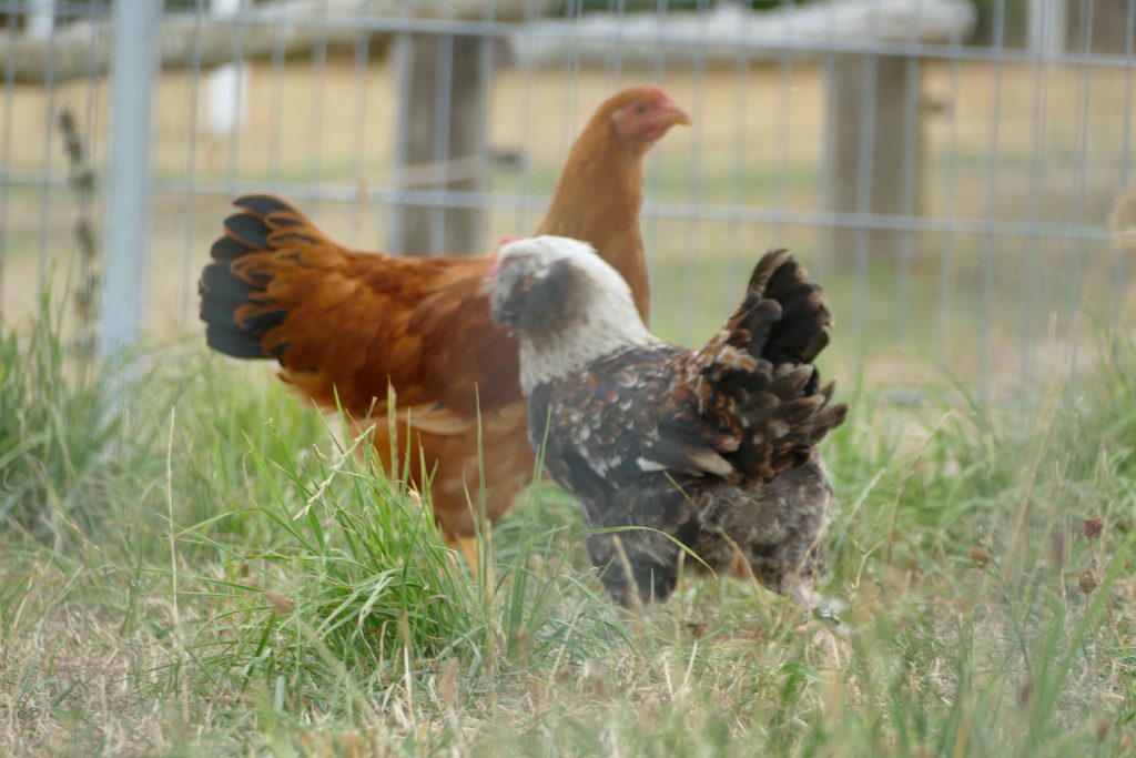 Hühner im Außengehege