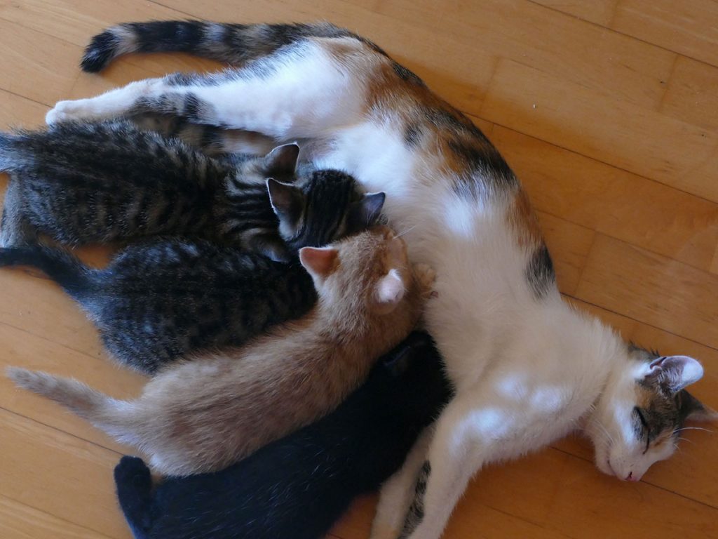 Katze mit Katzenbabies