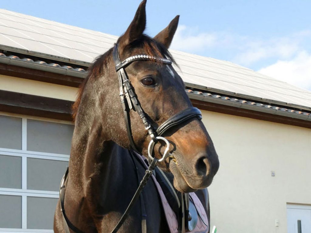 Pferd bereit zum Ausritt