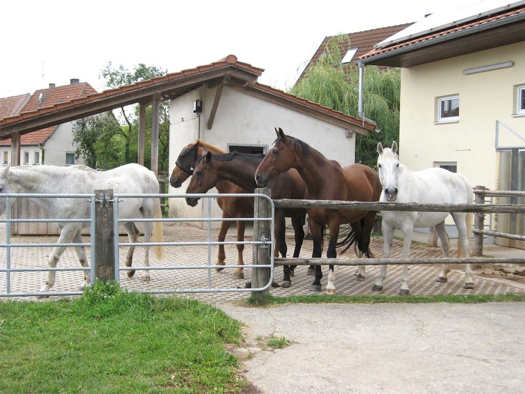 Pferde am Paddock