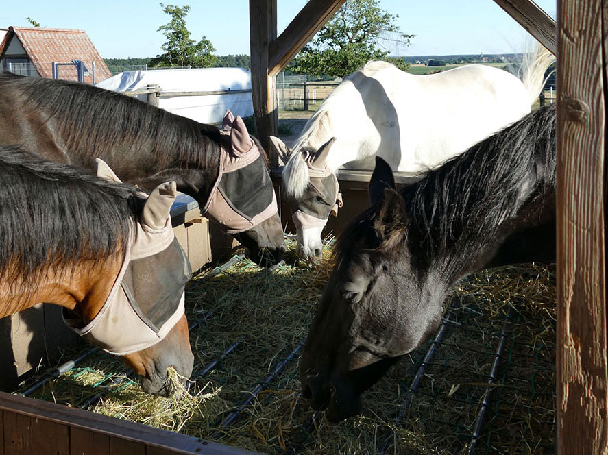 Pferde am Futterplatz
