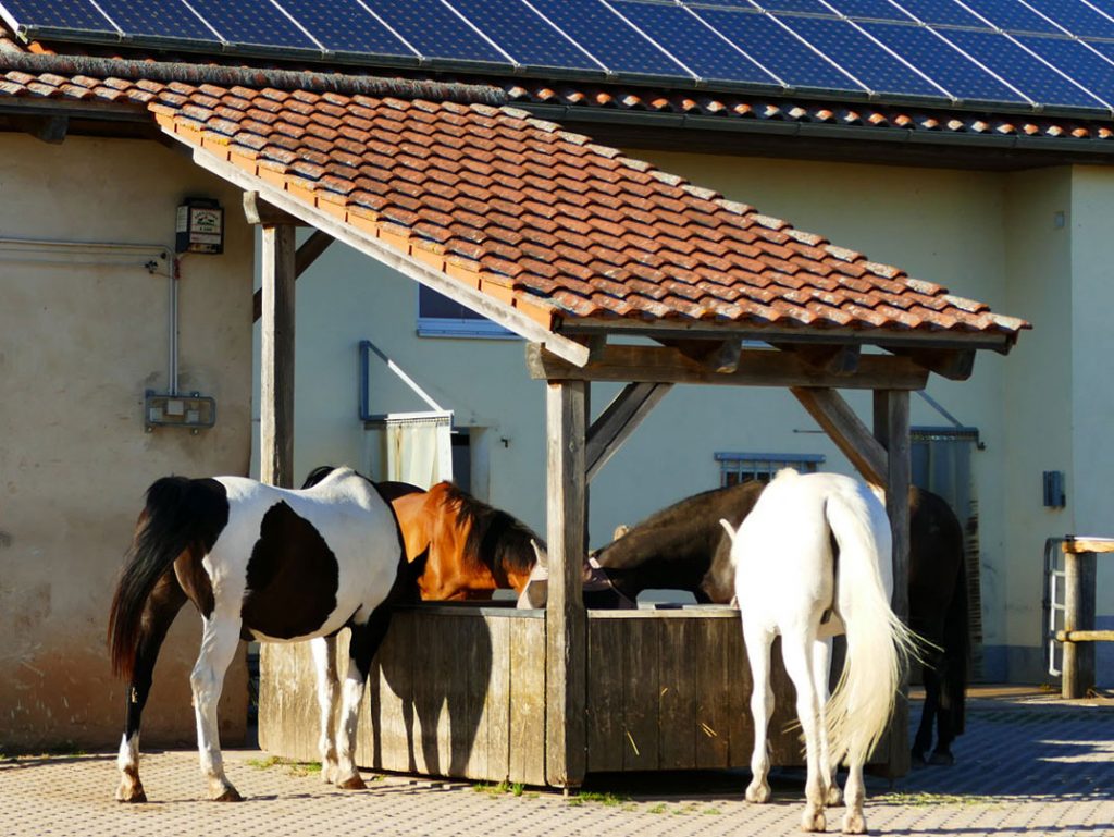 Mehrere Pferde die am Futtertrog friedlich fressen