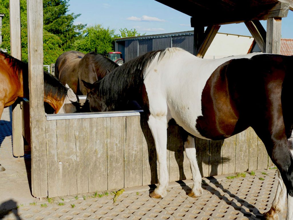 Pferde an der Futterraufe
