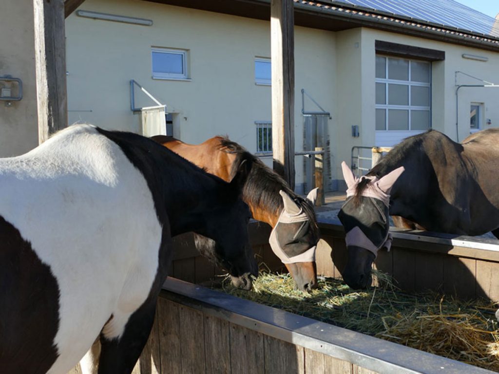 Pferde beim Fressen