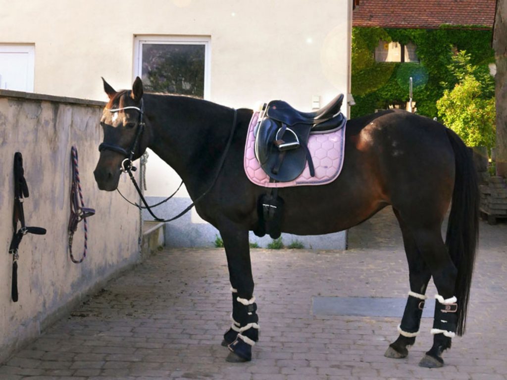 Pferd am Sattelplatz bereit für den Ausritt