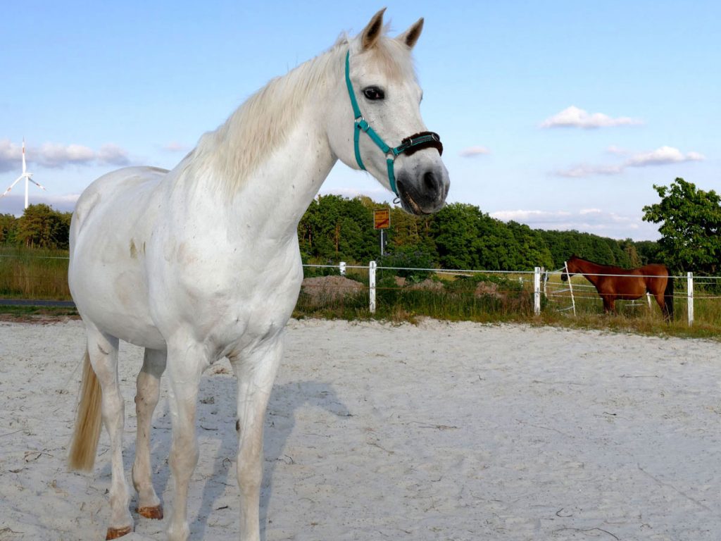 Schimmel auf dem Reitplatz