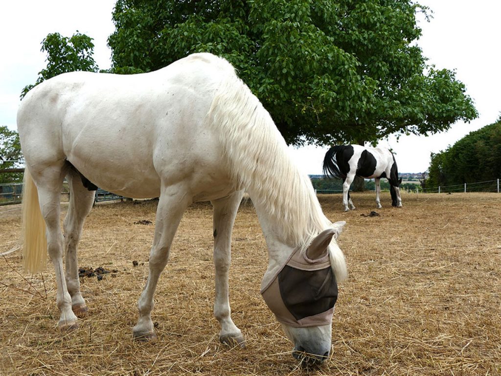 Schimmel und Schecke am grasen