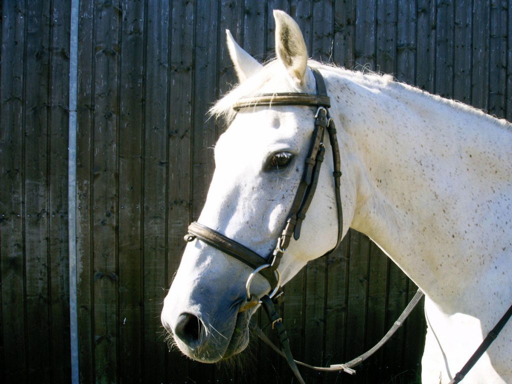Gezäumtes Pferd bereit für den Ausritt